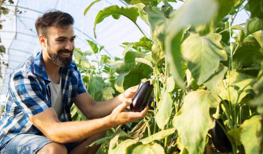 Ver­ti­ca­is Fer­mas e Ur­ban-Agro: Cultivando Alimentos na Cidade